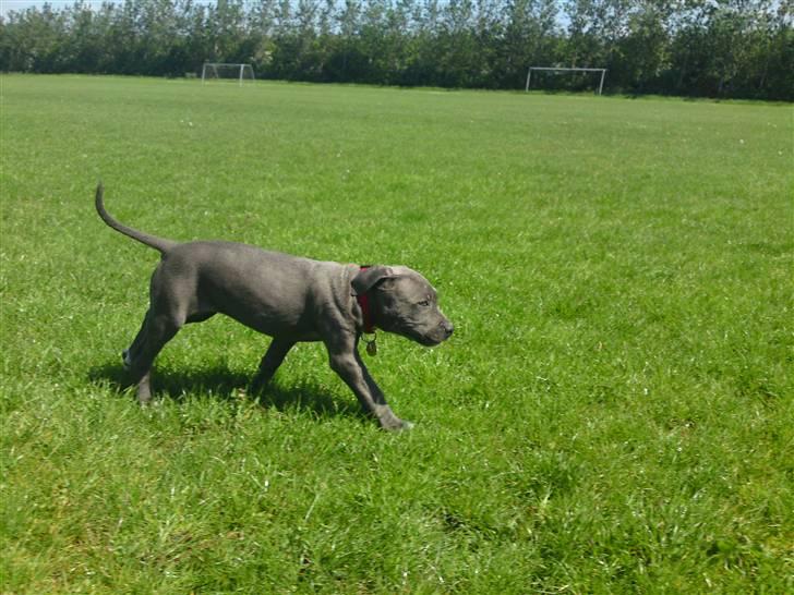 Amerikansk staffordshire terrier Nova billede 4