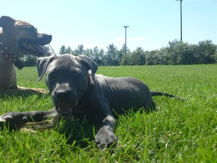 Amerikansk staffordshire terrier Nova billede 5