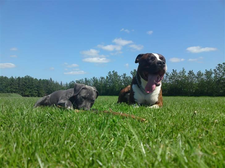 Amerikansk staffordshire terrier Nova billede 7