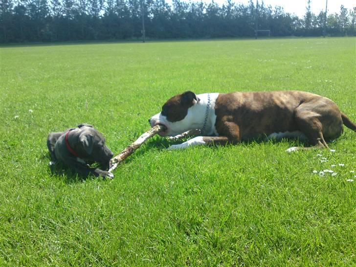 Amerikansk staffordshire terrier Nova billede 8