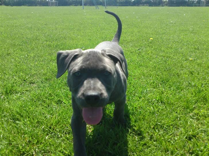 Amerikansk staffordshire terrier Nova billede 9