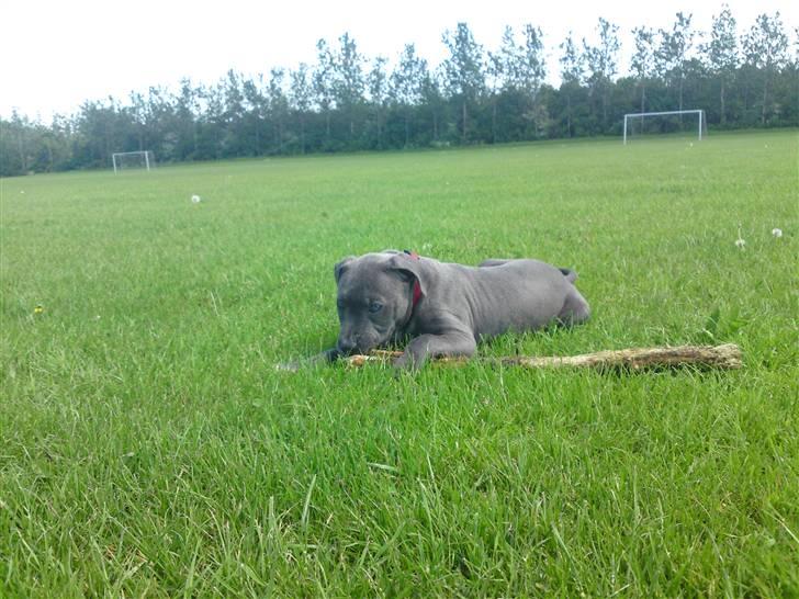 Amerikansk staffordshire terrier Nova billede 10