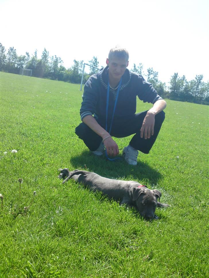 Amerikansk staffordshire terrier Nova billede 11