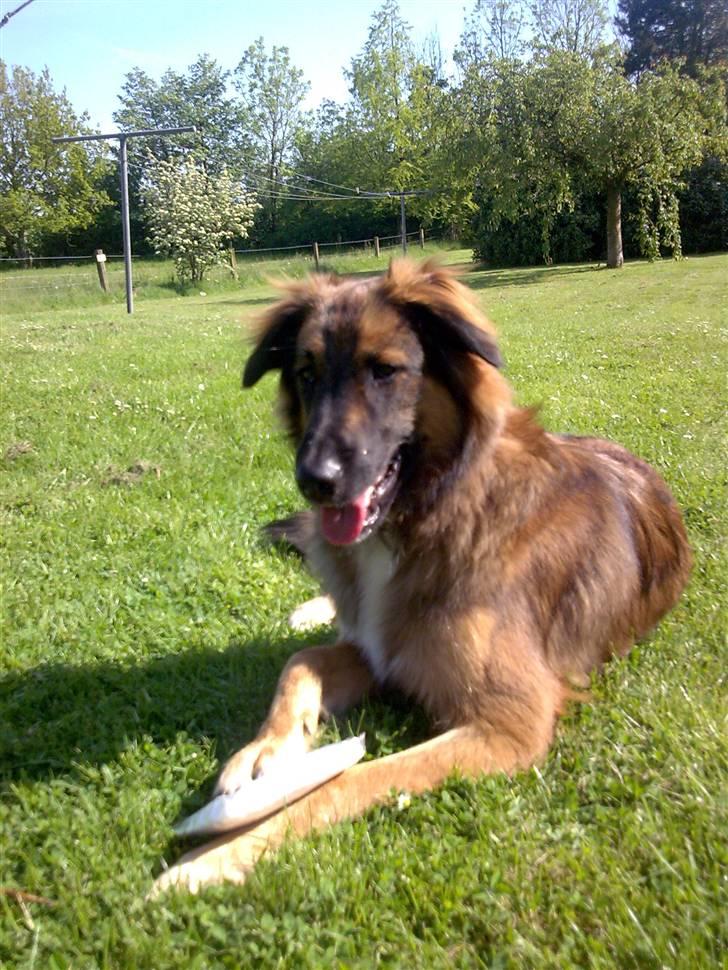 Blanding af racer basse billede 10