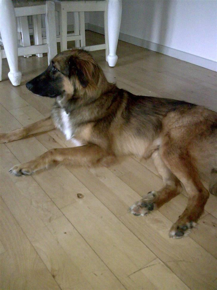 Blanding af racer basse billede 11