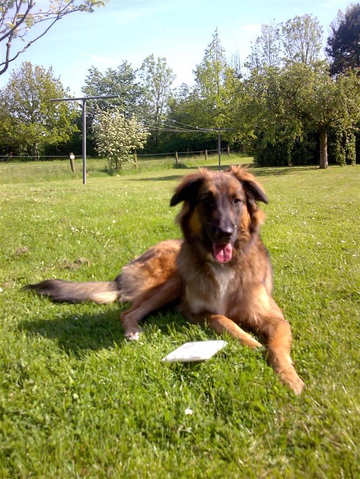 Blanding af racer basse billede 12