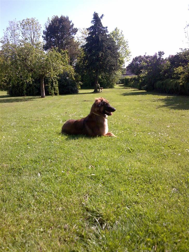 Blanding af racer basse billede 13