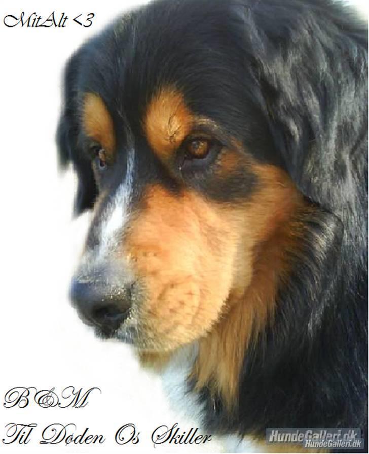 Berner sennenhund :D Bamse :D  - Hjerteligt Velkommen Til Bamse´s Profil! :D Kig jer gerne omkring og smid en lille bedømmelse og kommentar! :D <3  billede 1