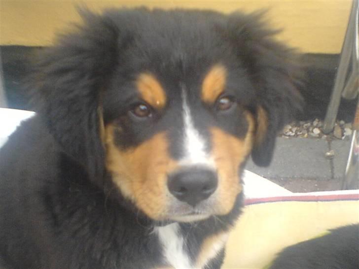 Berner sennenhund :D Bamse :D  - Uldtotten i dejligt sommer vejr! <3 På mors solstol ;) billede 2