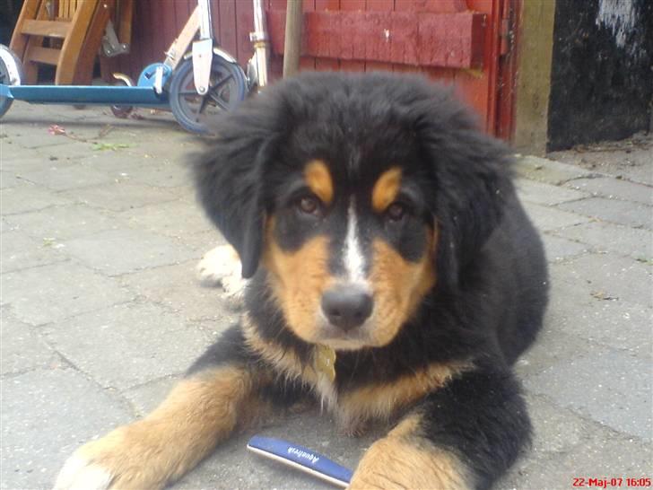 Berner sennenhund :D Bamse :D  - Bamse som hvalp! Hvor er du søøøøød! <3 *;  billede 3