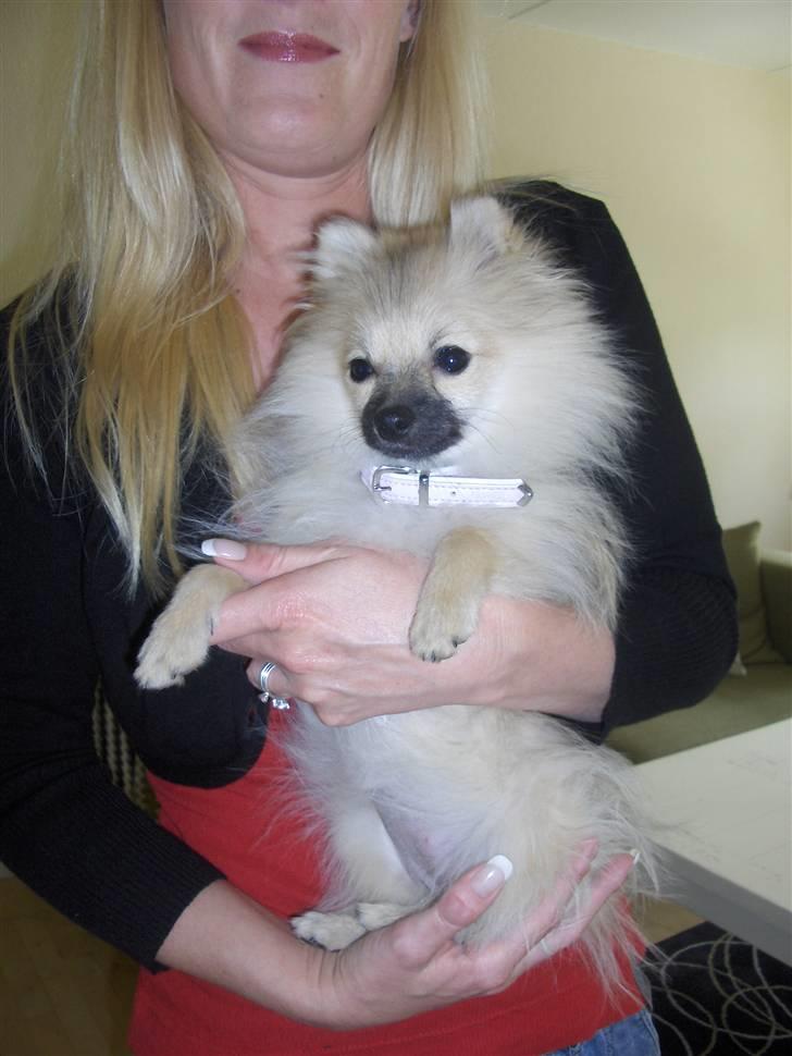 Pomeranian Alma billede 1