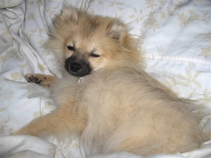 Pomeranian Alma billede 2
