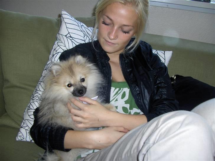 Pomeranian Alma billede 3