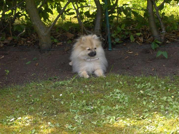 Pomeranian Alma billede 4