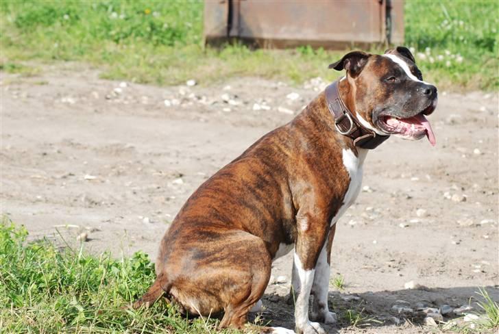 Amerikansk staffordshire terrier Basse billede 1