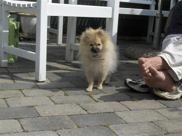 Pomeranian Alma billede 5