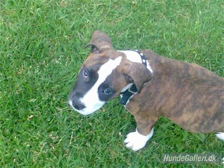 Amerikansk staffordshire terrier Basse - 8 uger gammel, og min første tur på græs. billede 2