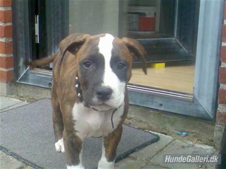 Amerikansk staffordshire terrier Basse - her er jeg kun 8 uger og alle synes jeg var sød. nu flygter folk næsten fra mig. hvorfor? billede 3