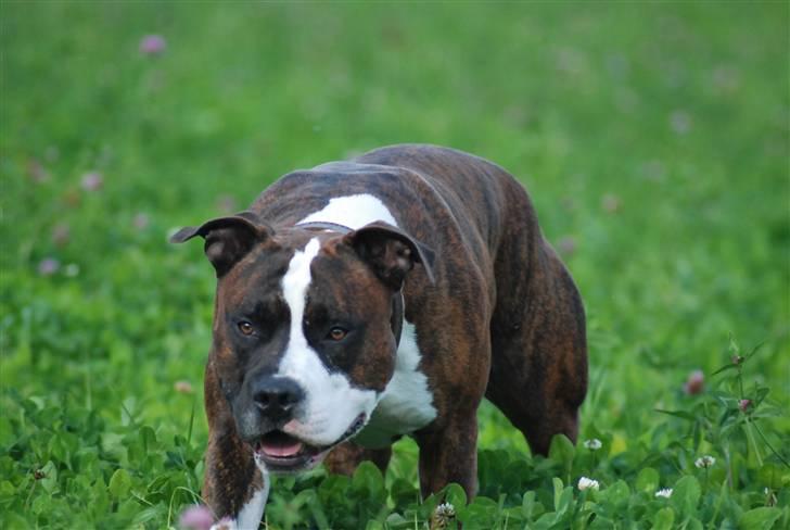 Amerikansk staffordshire terrier Basse billede 4