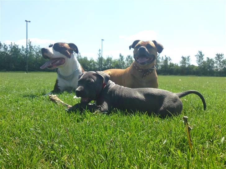 Amerikansk staffordshire terrier Basse - og hvem siger at muskelhunde ikke kan med andre hunde? billede 5