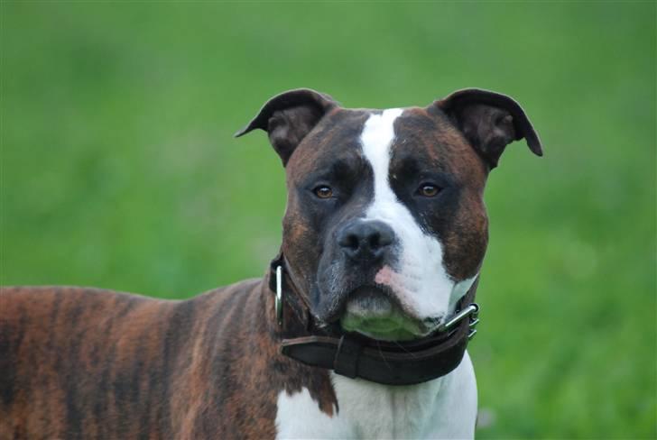 Amerikansk staffordshire terrier Basse billede 6