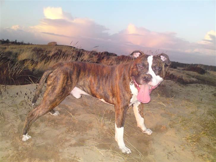 Amerikansk staffordshire terrier Basse billede 7