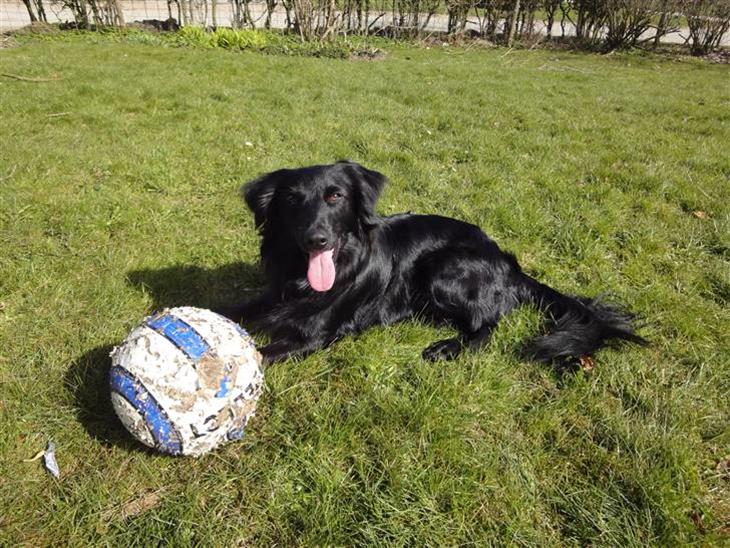 {{currentPhoto.altText}} billede {{currentPhoto.number}}