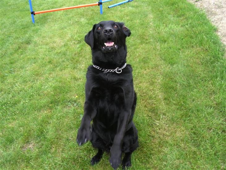Labrador retriever Dino - 20/4-11 R.I.P - Jeg vil gøre alt for den godbid :D <3 billede 1
