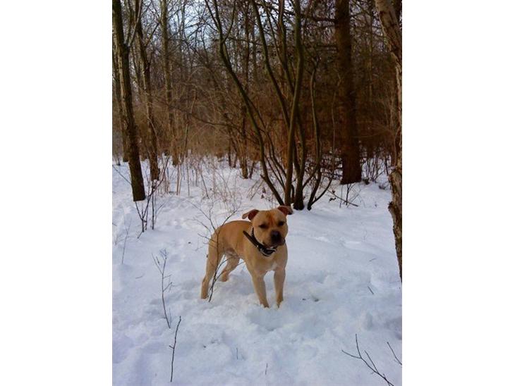 Blanding af racer Joe (himmelhund) - Velkommen til min profil :)                   ´ Januar 2010 billede 1