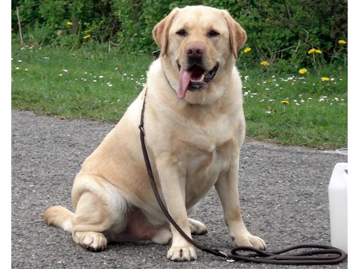 Labrador retriever Chico 2007 Chico er en dejlig bamse, som...