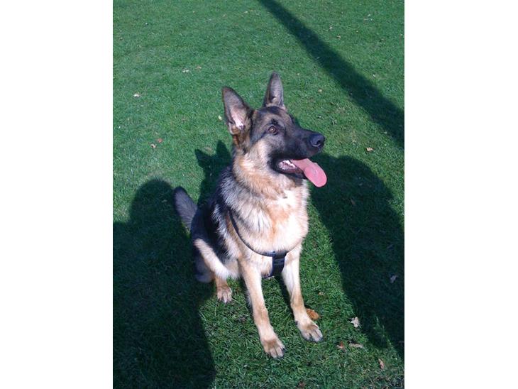 Schæferhund  R.I.P  *Cæsar* billede 1