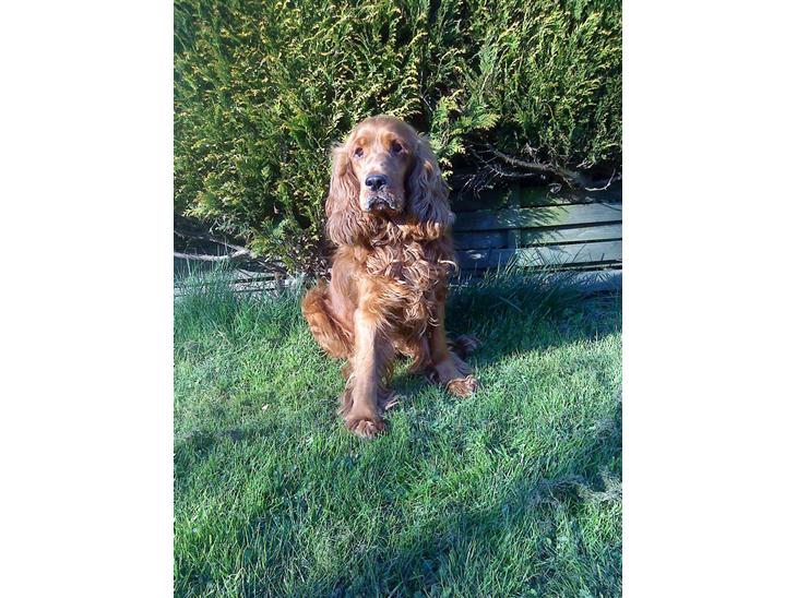 Cocker spaniel magnus billede 1