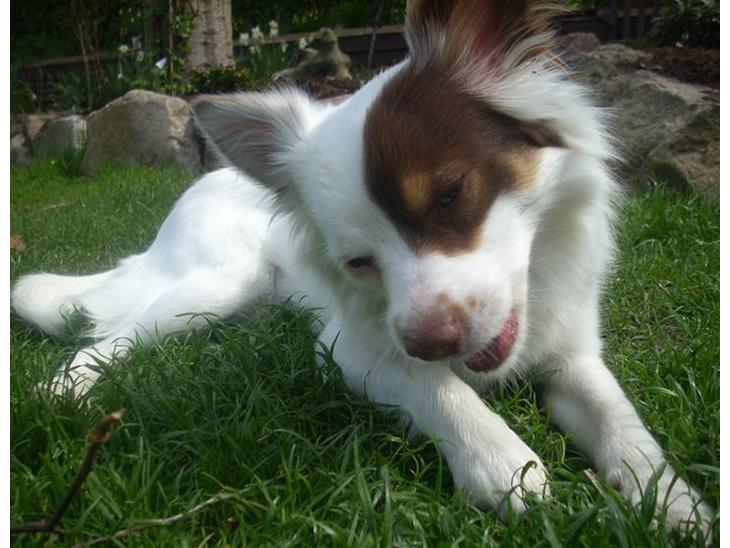 {{currentPhoto.altText}} billede {{currentPhoto.number}}