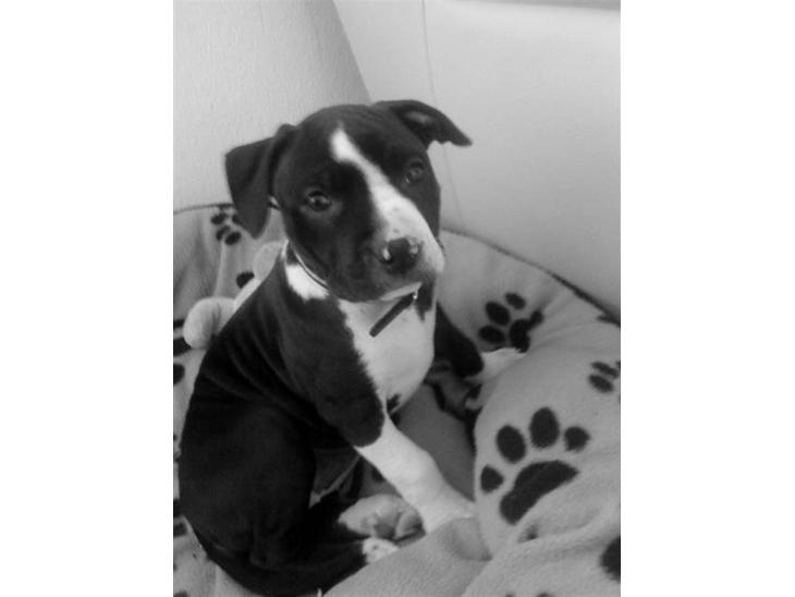 {{currentPhoto.altText}} billede {{currentPhoto.number}}