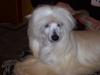 Chinese crested powder puff Caprioso Hong-Pai