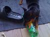 Dvaergpinscher Melua
