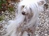 Chinese crested hårløs Caprioso Yang-Dee