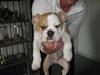 Engelsk bulldog Benji