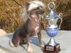 Chinese crested hårløs Valentino Rosa Thea