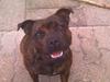 Staffordshire bull terrier Freya