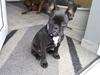 Fransk bulldog Mitzy er solgt