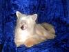 Chinese crested powder puff Caprioso Huang-Ki