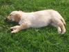 Golden retriever Sallie