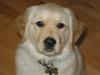 Golden retriever (Ozzy) "Marley"