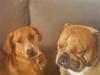 Engelsk bulldog Basse [ Himmelhund]