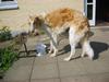 Borzoi Lando