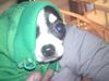 Chihuahua Tinke