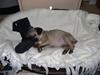 Mops Lukky 