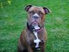 Olde english bulldogge *Mille*