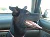 Blanding af racer Nala